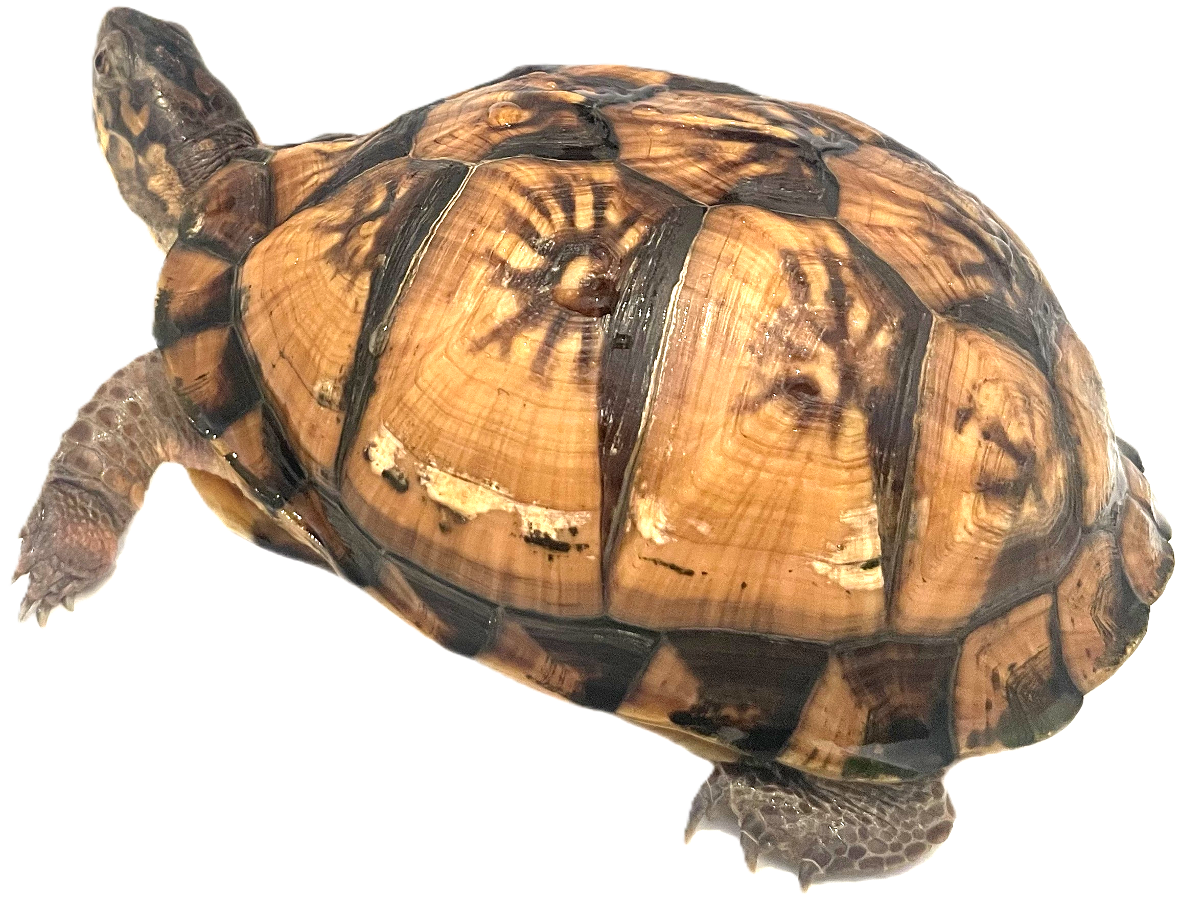 sea turtle