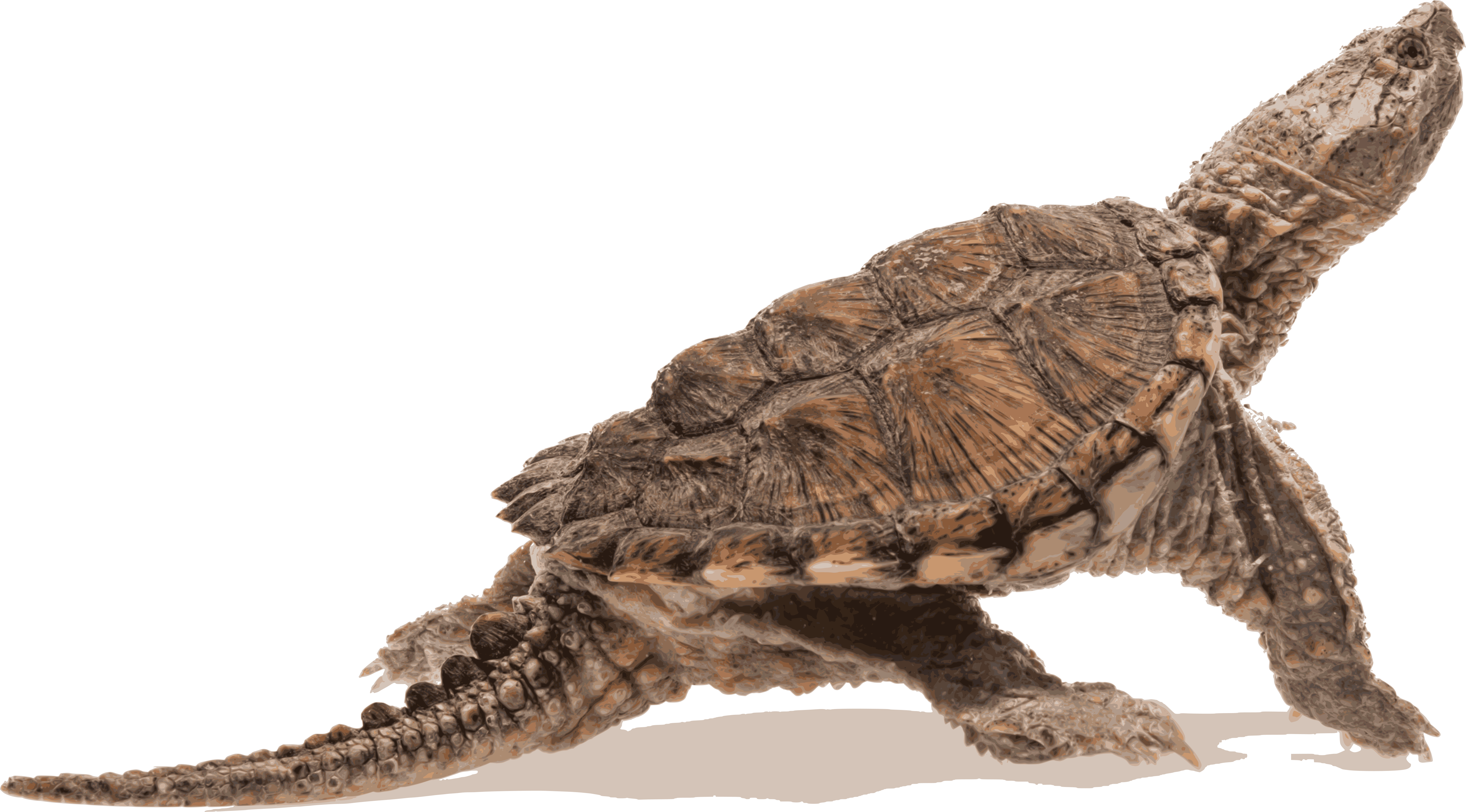 turtle